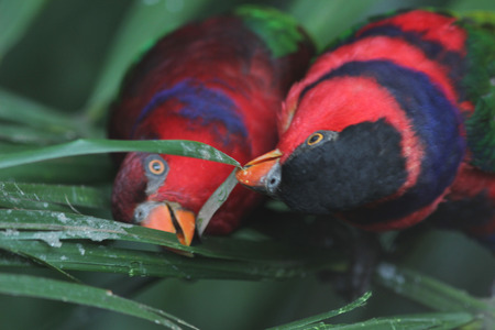 the parrot name Eos bornea at nature