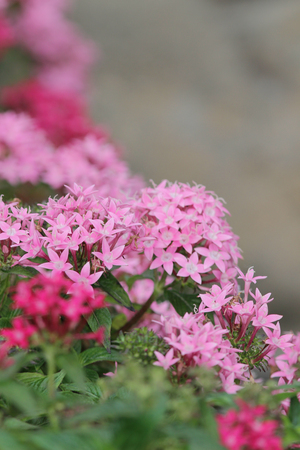 commonly known as Egyptian Starcluster, in the gardenの写真素材