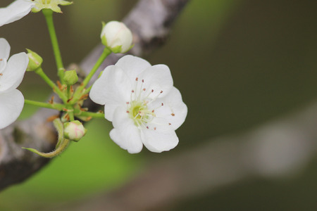 the White plum flower in blossom season,chinaの写真素材