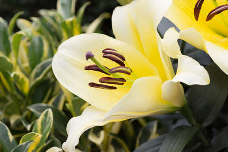 the bouquet of various lilies on green backgroundの写真素材