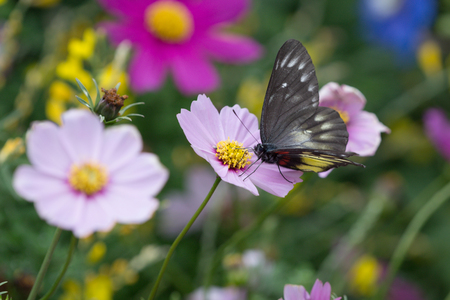 the Butterfly on flower at fkiwer show 2017の写真素材