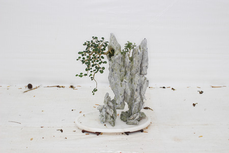 the Bonsai pine tree against a white wallの写真素材