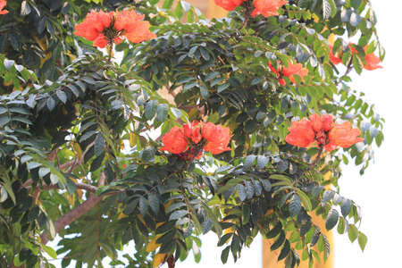 flower orange red tree at the springの写真素材