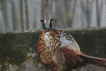 the colorful male ring necked pheasant at natureの写真素材