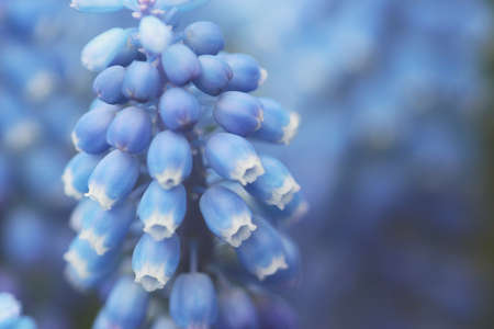 Blue Hyacinths isolated at the flower bed