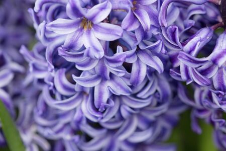 the  beautiful macro texture of blue or purple hyacinthsの写真素材