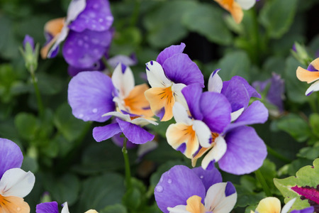 the viola tricolor in the garden at 2017の写真素材