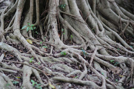 the plants at hkust at 2017 sai kungの写真素材