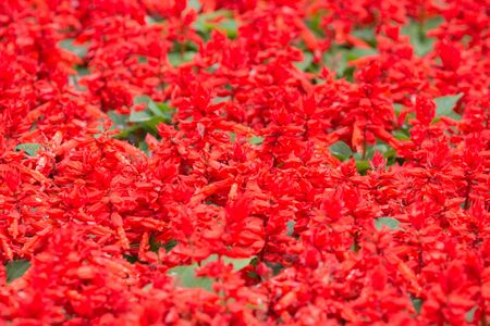 the flower bed at Twin flowered Nightshadeの写真素材