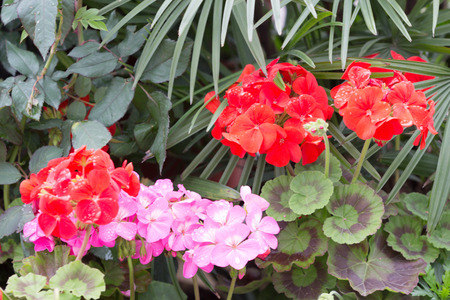 the  Blossoming flowerbeds in the park at hk
