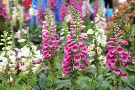 flower - Canterbury Bells at flower show 2017の写真素材
