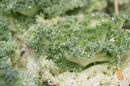 the Close up of a Broccoli plant, Brassica oleraceaのeditorial素材