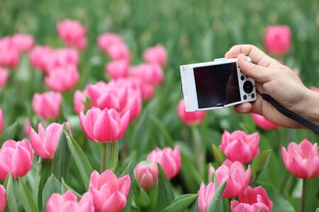 the Tulips field color flower back groundの写真素材