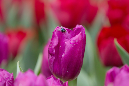 the Tulip in flower show 2017 hong kongの写真素材