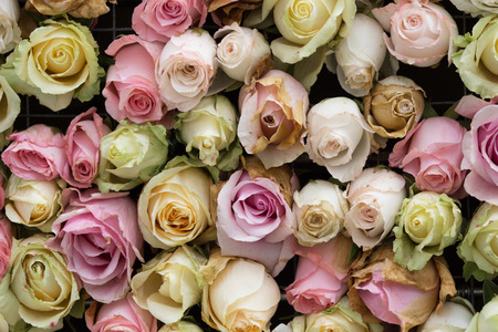 the bright picture of background full of white and pink peoniesの写真素材