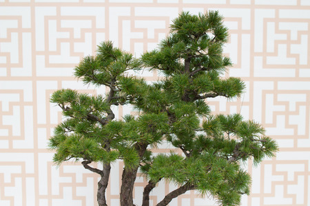 the Close up of a flower bouquet on a white backgroundの写真素材