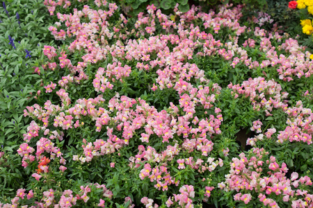 the Hong Kong Flower Show at 2017のeditorial素材