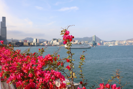 Business district in Hong Kong, China. Hong Kong  2017の写真素材