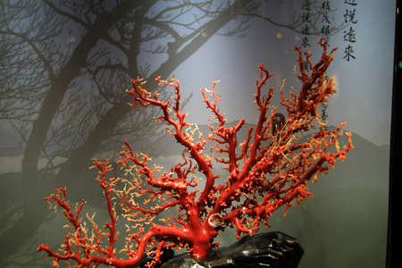 the Exhibit in museum of corals at taiwanのeditorial素材