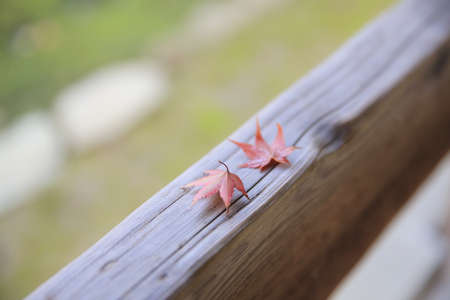 a Maple leaf on stoneの写真素材