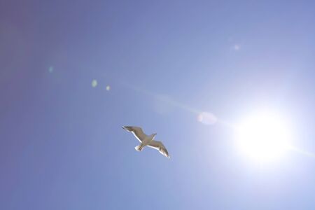 the Flying sea gull at blue sky  at japanの写真素材