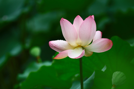 shing mun valley park at Tsuen Wanの写真素材