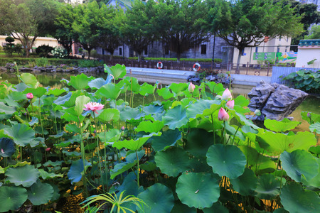 the lotus at Fanling Hong Lok Parkの写真素材