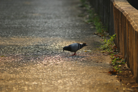the Walking pigeon at the nature of outdoorの写真素材
