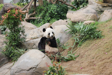 the Giant black and white panda eating bamboo leavesの写真素材