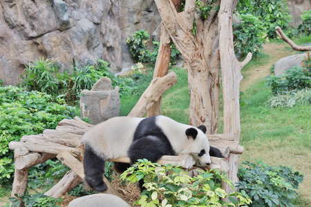  panda relaxing at the zoo of the Ocean Park at HKの写真素材