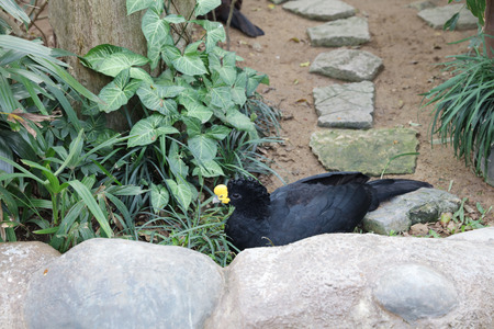 the  Helmeted curassow or northern helmeted curassowの写真素材