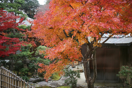autumn in the Shinnyo do Temple in Kyotoのeditorial素材