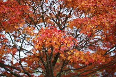 fall in Konkai Komyoji Temple position Residents の写真素材