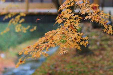 the  Kitano Kitano tenmangu shrine in Kyoto.の写真素材