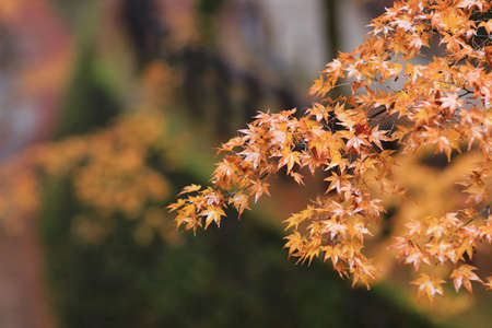 the Kitano Kitano tenmangu shrine in Kyoto.の写真素材