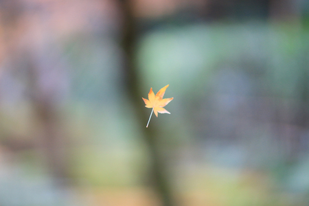 the maple leave Nison in Temple の写真素材