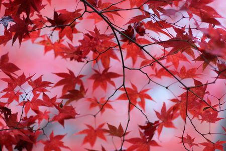 The small temple where the fallen autumnの写真素材