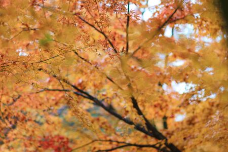 the  Kitano Kitano tenmangu shrine in Kyoto.の写真素材