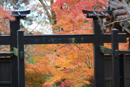 a red maple leave Nison in Temple kyotoの写真素材