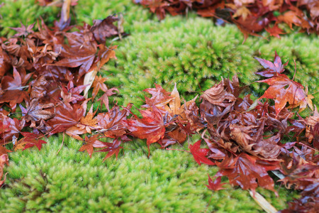 red maple leave on green mos gio ji temple