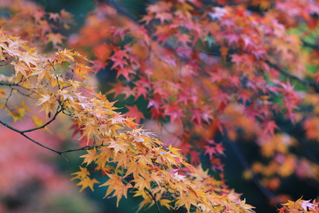 the  Kitano Kitano tenmangu shrine in Kyoto.の写真素材