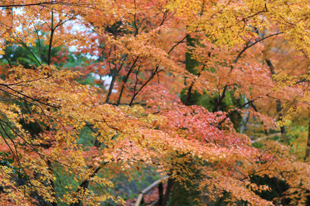 the  Kitano Kitano tenmangu shrine in Kyoto.の写真素材