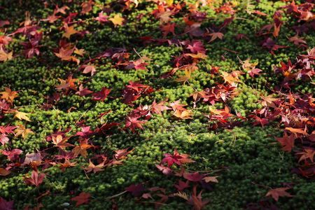 autumn foliage in Tofuku ji Temple in Kyotoの写真素材