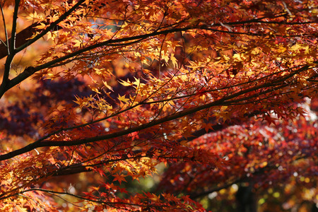 autumn foliage in Tofuku ji Temple in Kyoto