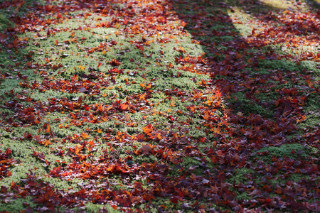 autumn foliage in Tofuku ji Temple in Kyotoの写真素材