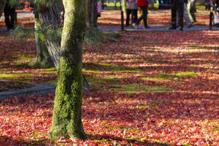autumn foliage in Tofuku ji Temple in Kyoto
