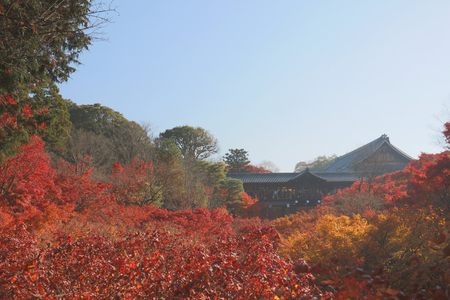 autumn foliage in Tofuku ji Temple in Kyotoのeditorial素材