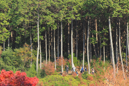 a Zuiganzan Enkouji Temple at Sakyo Kuのeditorial素材