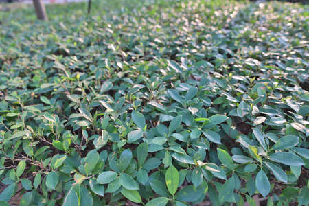 the plant in the park at spring