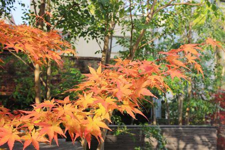 maple at fall season of kyoto japan